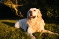 Cute golden retriever dog sat with elegance on a green lawn Royalty Free Stock Photo