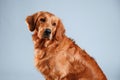 Cute golden retriever dog is sitting indoors against white and blue colored background in the studio Royalty Free Stock Photo