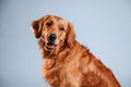 Cute golden retriever dog is sitting indoors against white and blue colored background in the studio Royalty Free Stock Photo