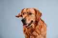 Cute golden retriever dog is sitting indoors against white and blue colored background in the studio Royalty Free Stock Photo