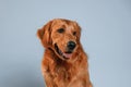 Cute golden retriever dog is sitting indoors against white and blue colored background in the studio Royalty Free Stock Photo