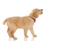 Cute golden retriever dog standing, barking at something Royalty Free Stock Photo