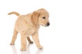 Cute golden retriever dog standing, looking away and thinking Royalty Free Stock Photo