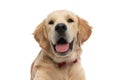 cute golden retriever dog sticking his tongue out Royalty Free Stock Photo