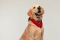 cute golden retriever dog sticking out his tongue Royalty Free Stock Photo