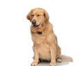 cute golden retriever dog sticking out tongue and panting with closed eyes Royalty Free Stock Photo