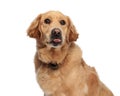 cute golden retriever dog sticking out tongue and panting while looking up Royalty Free Stock Photo