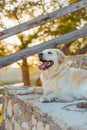 Cute golden retriever dog with tongue out lying in the park during at sunset. Royalty Free Stock Photo