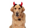 cute golden retriever dog wearing devil horns headband and panting Royalty Free Stock Photo