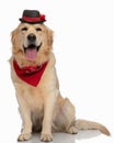 cute golden retriever dog wearing hat and bandana panting and sitting Royalty Free Stock Photo