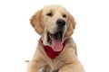 cute golden retriever dog yawning with his tongue out Royalty Free Stock Photo