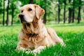 Cute Golden Retriever lying on the grass Royalty Free Stock Photo