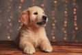Cute golden retriever pup laying down and looking to side Royalty Free Stock Photo