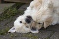 Cute Golden Retriever Puppies playing Royalty Free Stock Photo