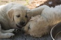 Cute Golden Retriever Puppies playing Royalty Free Stock Photo