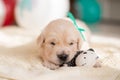 Cute golden retriever puppy with green ribbon lying on the blanket with little teddy bear Royalty Free Stock Photo