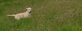 Cute Golden Retriever Puppy in high grass Royalty Free Stock Photo