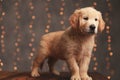 Cute golden retriever puppy looking to side Royalty Free Stock Photo