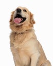 cute golden retriever puppy panting with tongue out and looking up Royalty Free Stock Photo