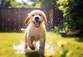 Cute Golden Retriever puppy playing with garden sprinkler water