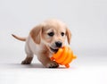 Cute golden retriever puppy playing with pet toy. Generative AI Royalty Free Stock Photo