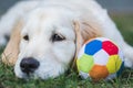 Cute golden retriever puppy rest near a colorful ball Royalty Free Stock Photo