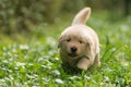 Cute golden retriever puppy running in the garden