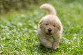 Cute golden retriever puppy running