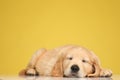 Cute golden retriever puppy sleeping on the floor Royalty Free Stock Photo