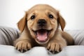 Cute Golden Retriever Puppy on a white background. ia generated