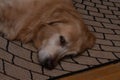 Cute Golden Retriever resting on the carpet, a headshot of asad dog Royalty Free Stock Photo