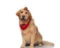 cute golden retriever sheriff dog wearing hat and bandana and panting Royalty Free Stock Photo