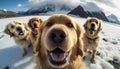 a group of golden retriever dogs wearing 