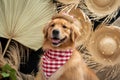 Cute golden retriever wearing a costume Royalty Free Stock Photo