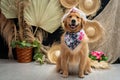 Cute golden retriever wearing a costume Royalty Free Stock Photo
