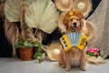 Cute golden retriever wearing a costume Royalty Free Stock Photo