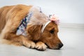Cute golden retriever wearing a costume Royalty Free Stock Photo
