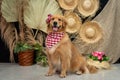 Cute golden retriever wearing a costume Royalty Free Stock Photo