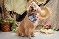Cute golden retriever wearing a costume Royalty Free Stock Photo