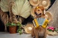 Cute golden retriever wearing a costume Royalty Free Stock Photo