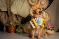 Cute golden retriever wearing a costume Royalty Free Stock Photo