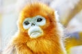 Cute golden Snub-Nosed Monkey in his natural habitat of wildlif Royalty Free Stock Photo