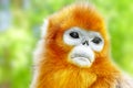 Cute golden Snub-Nosed Monkey in his natural habitat of wildlif Royalty Free Stock Photo