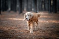 Cute golden spaniel walking alone in a forest Royalty Free Stock Photo