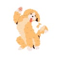 Cute Goldendoodle dog greeting, waving with paw. Happy golden doodle breed doggy, gesturing hi. Labradoodle, canine