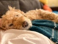 Cute Goldendoodle dog having a nap on her human