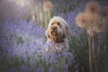 Cute Goldendoodle sitting in a field of blue lavender.