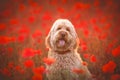 Cute goldendoodle sitting in a field of red poppies.