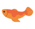 Cute goldfish swimming