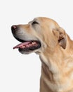 cute goldie dog closing eyes, sticking out tongue and panting to side Royalty Free Stock Photo